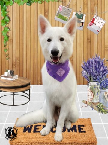 ホワイトスイスシェパード