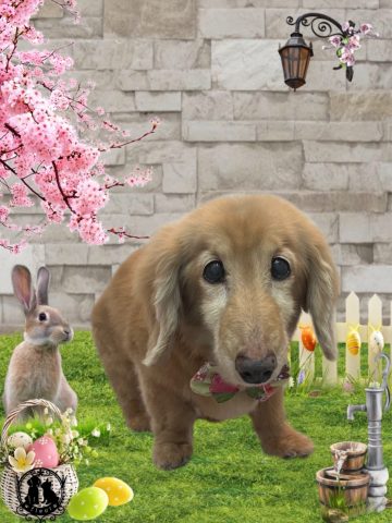 ミニチュアダックス