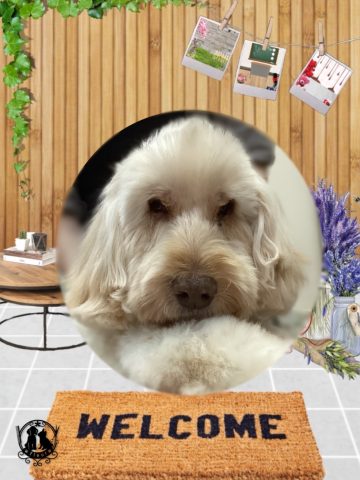 オーストラリアンラブラドゥードル