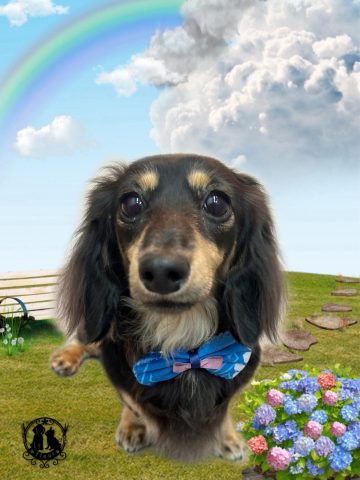 ミニチュアダックス