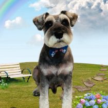 ミニチュアシュナウザー