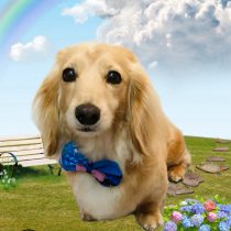 ミニチュアダックス