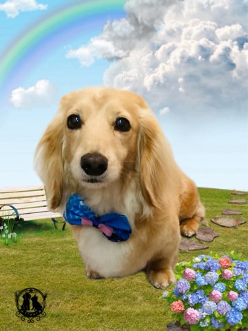 ミニチュアダックス