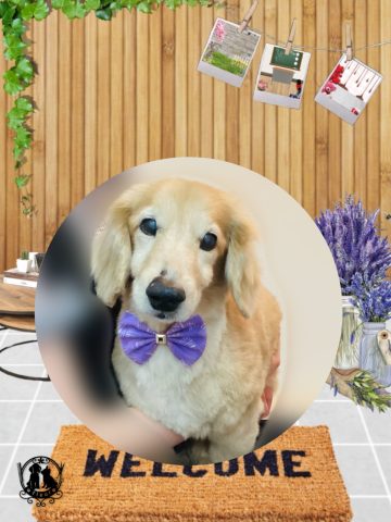 ミニチュアダックス