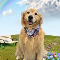 ゴールデンレトリバー