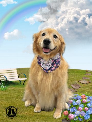 ゴールデンレトリバー