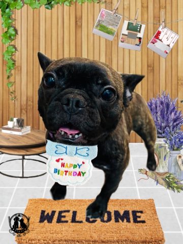 フレンチブルドッグ