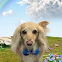 ミニチュアダックス