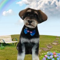 ミニチュアシュナウザー