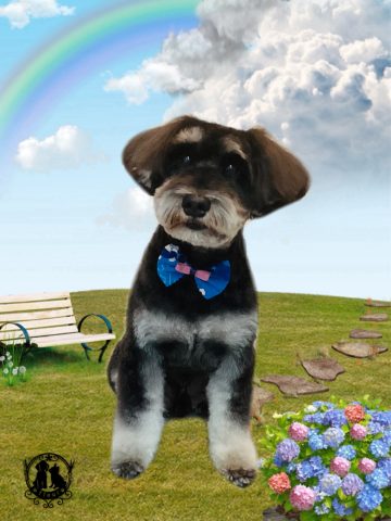 ミニチュアシュナウザー