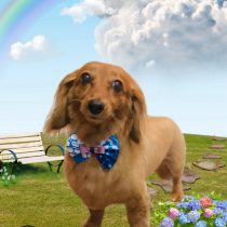 ミニチュアダックス