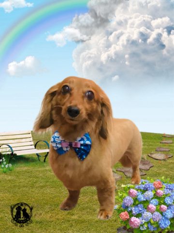 ミニチュアダックス