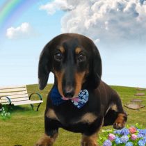 ミニチュアダックス