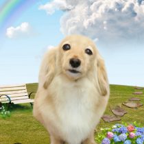 カニンヘンダックス