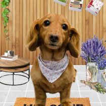 ミニチュアダックス