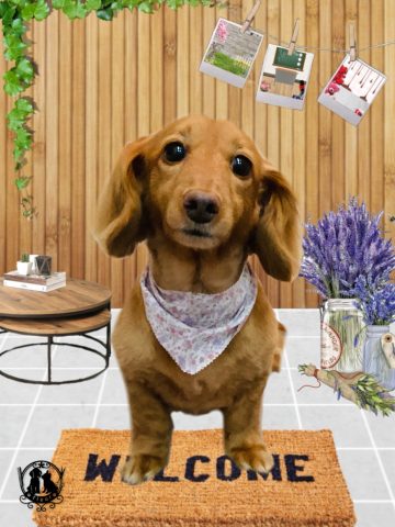 ミニチュアダックス