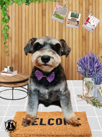 ミニチュアシュナウザー