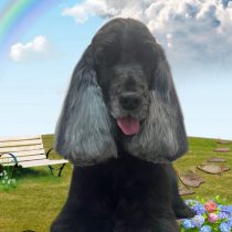 イングリッシュコッカースパニエル