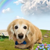 ミニチュアダックス