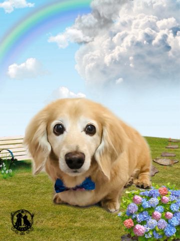 ミニチュアダックス