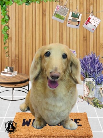 ミニチュアダックス