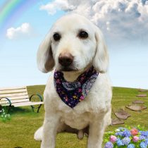 オーストラリアンラブラドゥードル