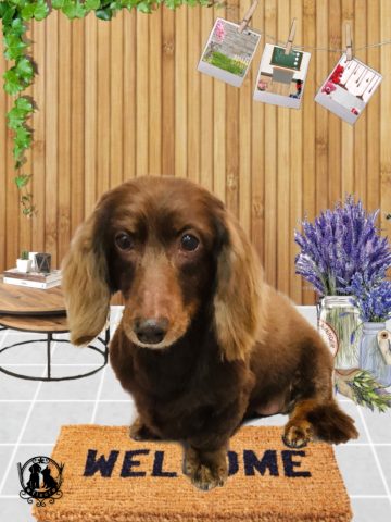 ミニチュアダックス