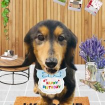 ミニチュアダックス