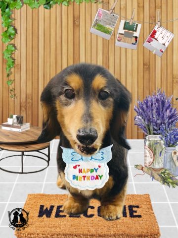 ミニチュアダックス