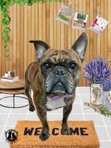 フレンチブルドッグ