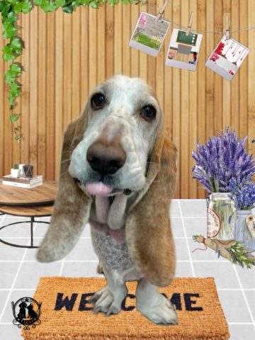 バセットハウンド