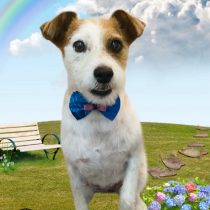 ジャックラッセルテリア