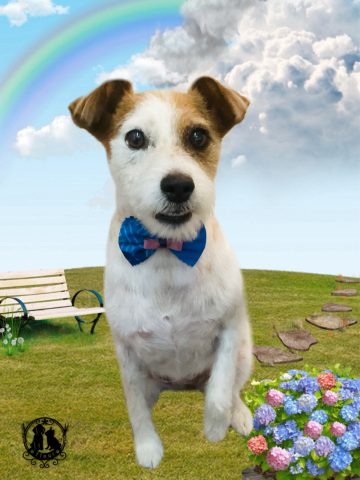 ジャックラッセルテリア