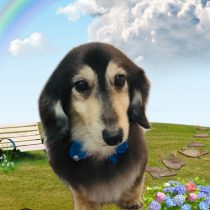 ミニチュアダックス