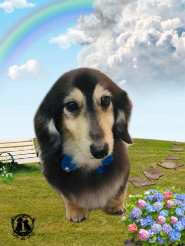 ミニチュアダックス