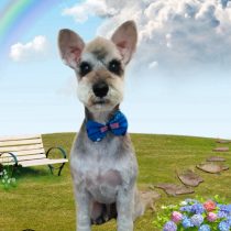 ミニチュアシュナウザー