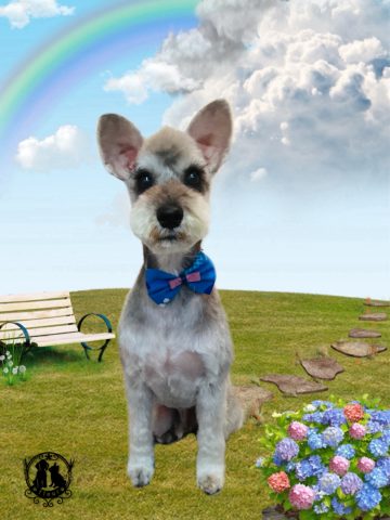 ミニチュアシュナウザー