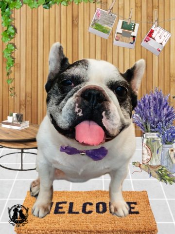 フレンチブルドッグ