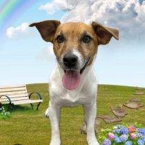 ジャックラッセルテリア