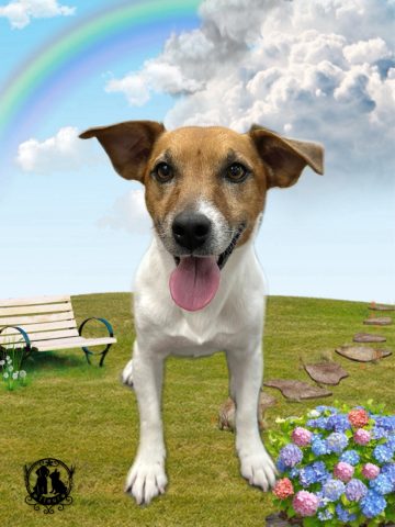 ジャックラッセルテリア