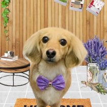 ミニチュアダックス