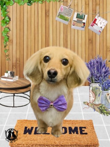 ミニチュアダックス