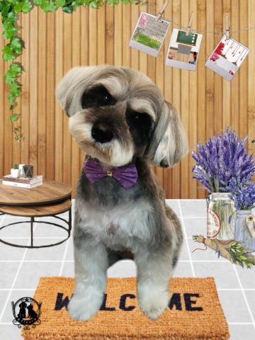 ミニチュアシュナウザー