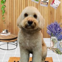 オーストラリアンラブラドゥードル