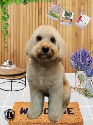 オーストラリアンラブラドゥードル