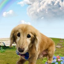 ミニチュアダックス