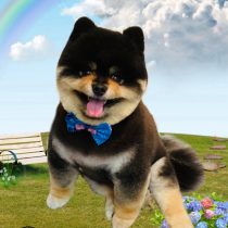 ポメラニアン