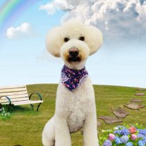 オーストラリアンラブラドゥードル