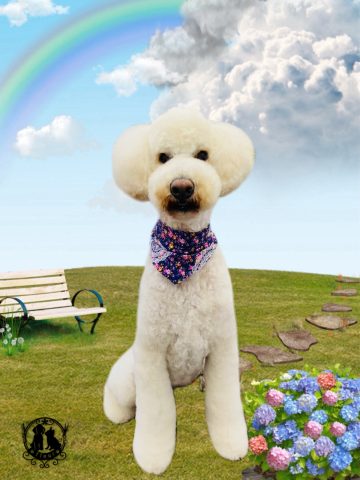 オーストラリアンラブラドゥードル