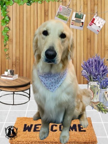 ゴールデンレトリバー